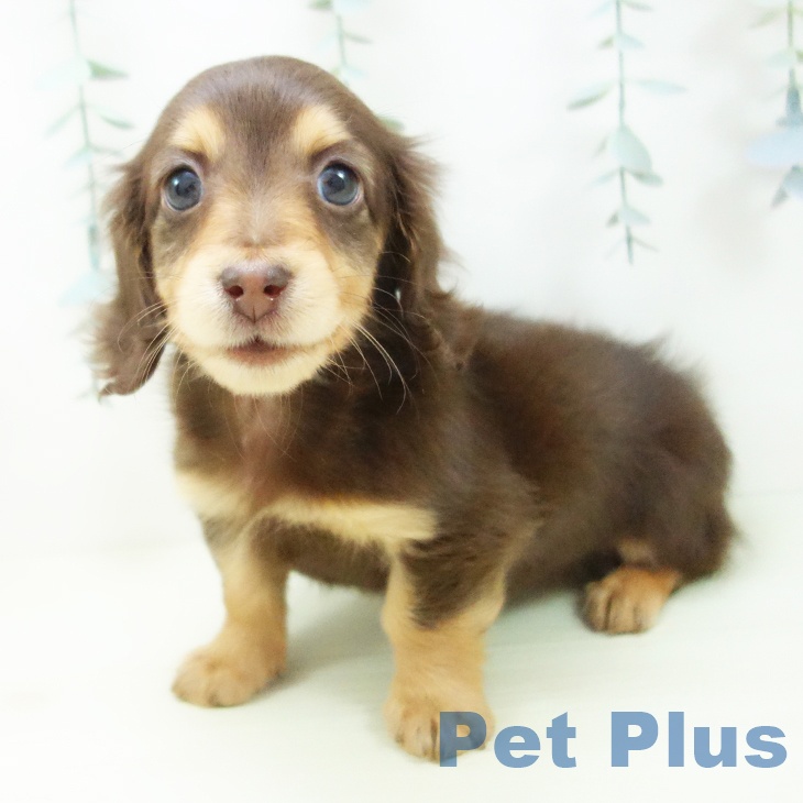 ミニチュア・ダックスフンド