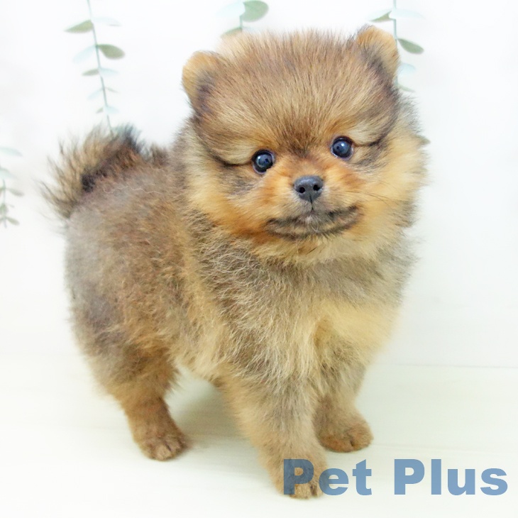 愛知県のポメラニアン (ペットプラス 岡崎店/2025年12月14日生まれ/男の子/オレンジ)の子犬の1枚目の画像