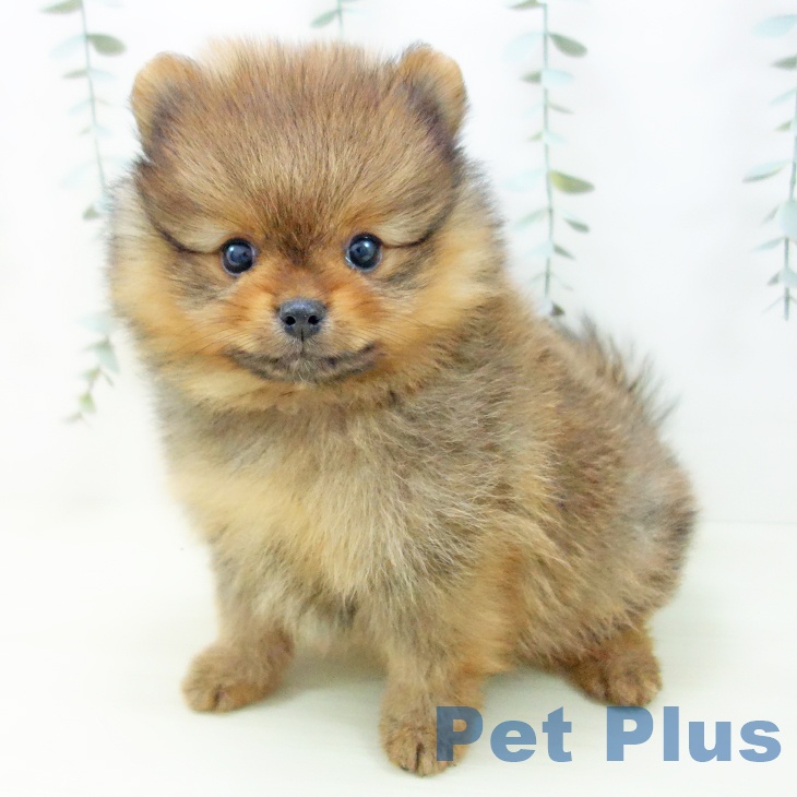 愛知県のポメラニアン (ペットプラス 岡崎店/2025年12月14日生まれ/男の子/オレンジ)の子犬の2枚目の画像