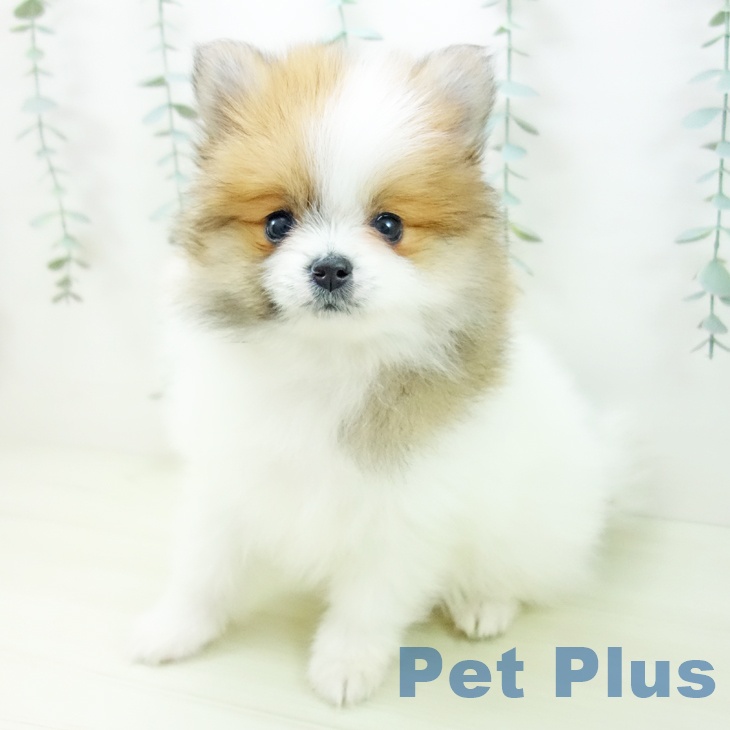 ポメラニアンの写真2