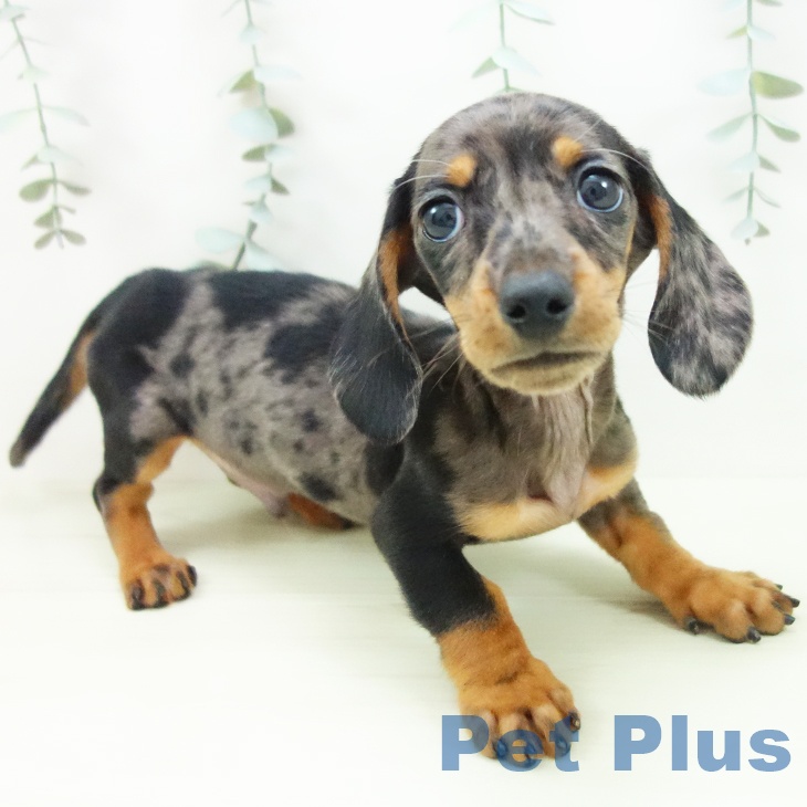 ミニチュア・ダックスフンド