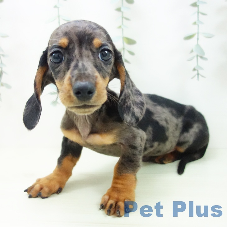 ミニチュア・ダックスフンドの写真2