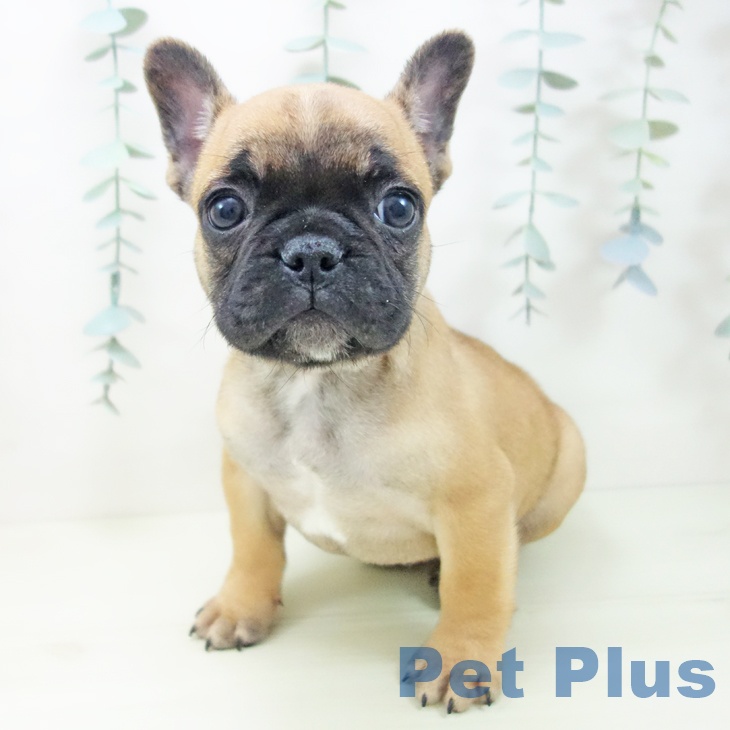 石川県のフレンチブルドッグ (ペットプラス 白山店/2025年12月14日生まれ/男の子/フォーン)の子犬の1枚目の画像