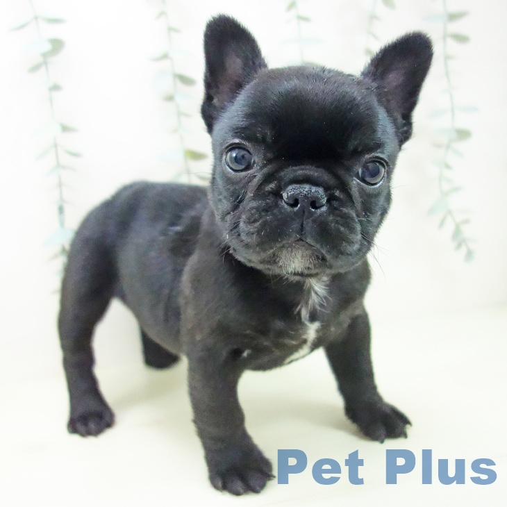 愛知県のフレンチブルドッグ (ペットプラス 岡崎店/2025年12月14日生まれ/女の子/ブリンドル)の子犬の1枚目の画像