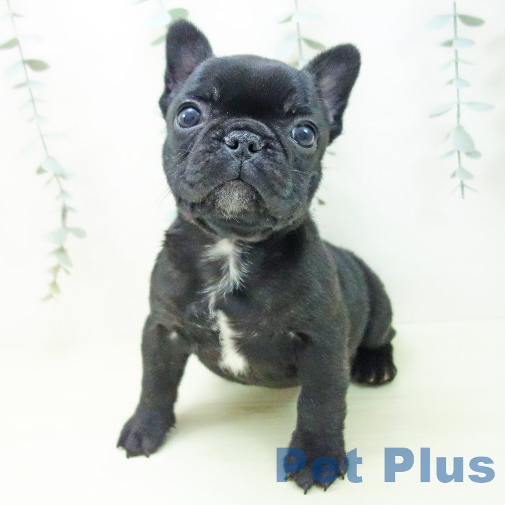 愛知県のフレンチブルドッグ (ペットプラス 岡崎店/2025年12月14日生まれ/女の子/ブリンドル)の子犬の2枚目の画像