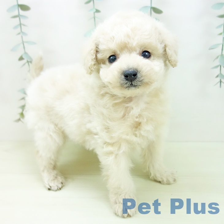 愛知県のトイプードル(トイ) (ペットプラス イオンモール豊川店/2025年12月15日生まれ/男の子/クリーム)の子犬の1枚目の画像
