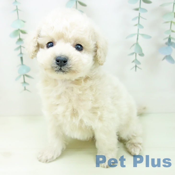 愛知県のトイプードル(トイ) (ペットプラス イオンモール豊川店/2025年12月15日生まれ/男の子/クリーム)の子犬の2枚目の画像