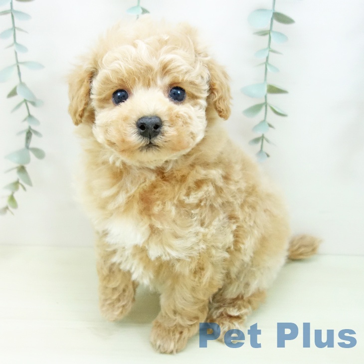 トイ・プードル