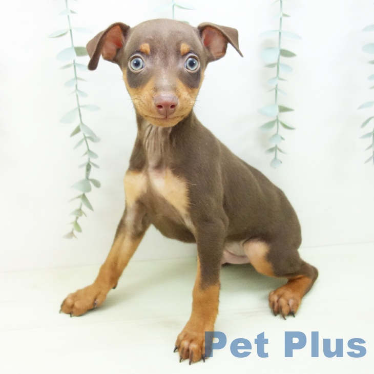 三重県のミニチュアピンシャー (ペットプラス 鈴鹿店/2025年12月15日生まれ/男の子/チョコレートタン)の子犬の1枚目の画像