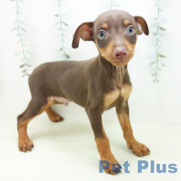 三重県のミニチュアピンシャー (ペットプラス 鈴鹿店/2025年12月15日生まれ/男の子/チョコレートタン)の子犬の2枚目の画像