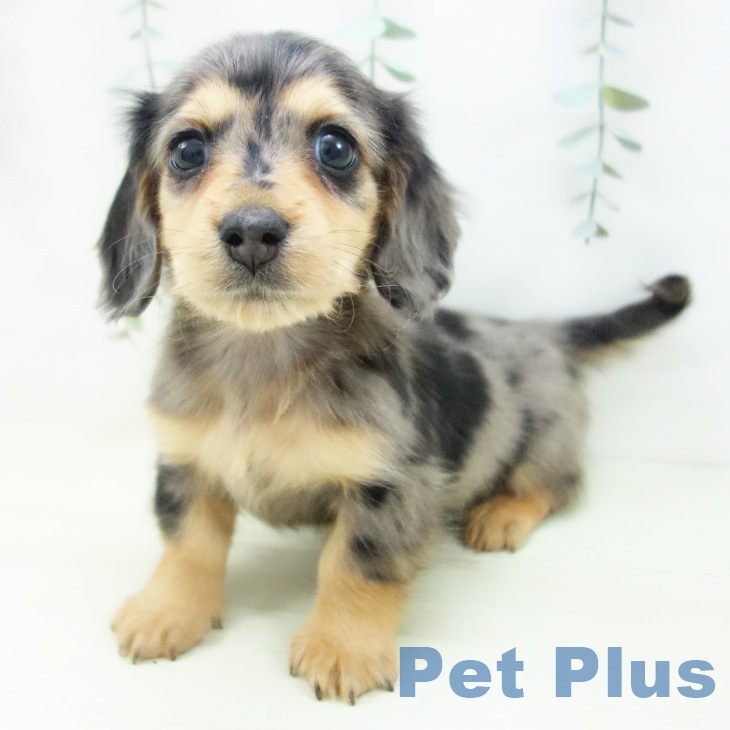 ミニチュア・ダックスフンドの写真2