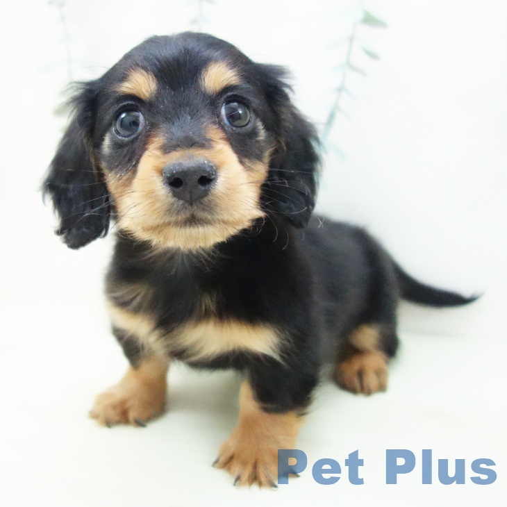 ミニチュア・ダックスフンド