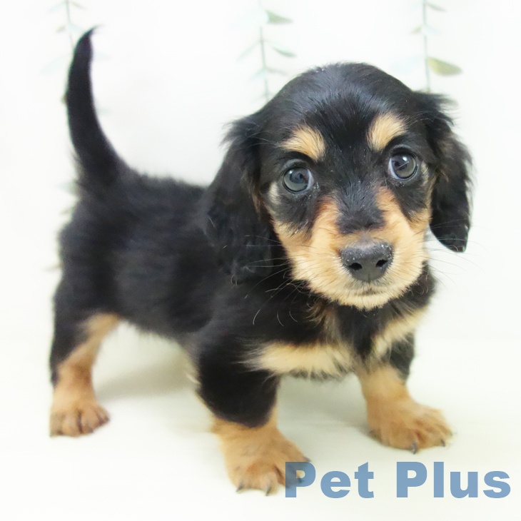 ミニチュア・ダックスフンドの写真2