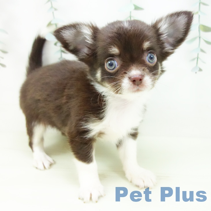 愛知県のチワワ(ロング) (ペットプラス 熱田店/2025年12月13日生まれ/男の子/チョコレートタンホワイト)の子犬