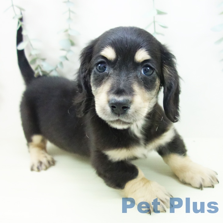 愛知県のミニチュアダックスフンド(ロング) (ペットプラス イオンモール豊川店/2025年12月12日生まれ/男の子/ブラックイエロー)の子犬の1枚目の画像