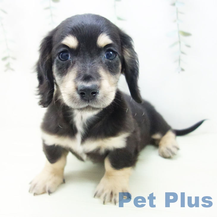 愛知県のミニチュアダックスフンド(ロング) (ペットプラス イオンモール豊川店/2025年12月12日生まれ/男の子/ブラックイエロー)の子犬の2枚目の画像