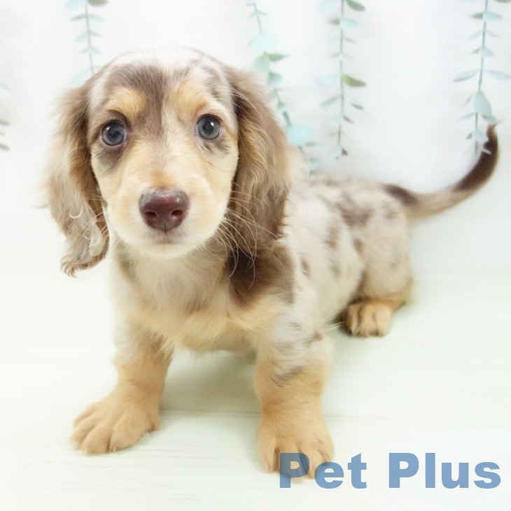 ミニチュア・ダックスフンドの写真2