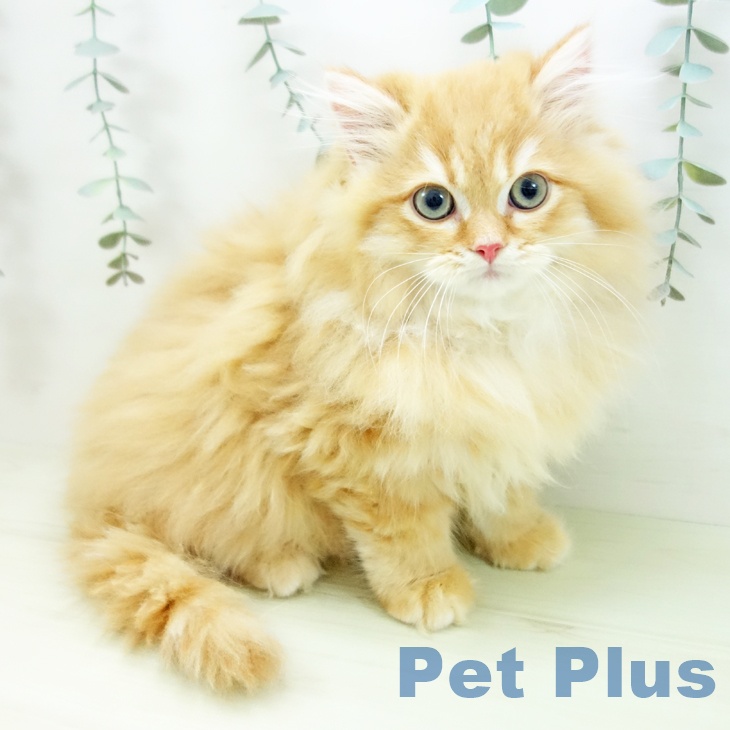 福井県のスコティッシュフォールド (ペットプラス 福井店/2025年11月20日生まれ/男の子/レッドタビー)の子猫の1枚目の画像