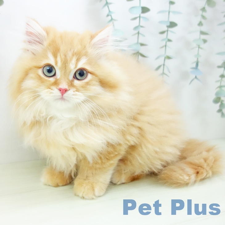 福井県のスコティッシュフォールド (ペットプラス 福井店/2025年11月20日生まれ/男の子/レッドタビー)の子猫の2枚目の画像