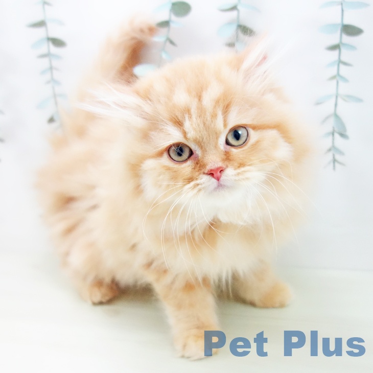 岐阜県のスコティッシュフォールド (ペットプラス 光ケ丘店/2025年11月20日生まれ/男の子/レッドタビー)の子猫の1枚目の画像