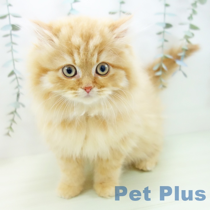 岐阜県のスコティッシュフォールド (ペットプラス 光ケ丘店/2025年11月20日生まれ/男の子/レッドタビー)の子猫の2枚目の画像