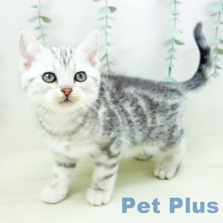 愛知県のアメリカンショートヘアー (ペットプラス イオンモール豊川店/2025年12月10日生まれ/男の子/シルバータビー)の子猫の1枚目の画像