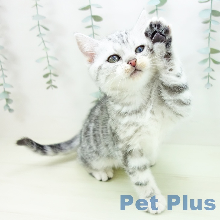 愛知県のアメリカンショートヘアー (ペットプラス イオンモール豊川店/2025年12月10日生まれ/男の子/シルバータビー)の子猫の2枚目の画像