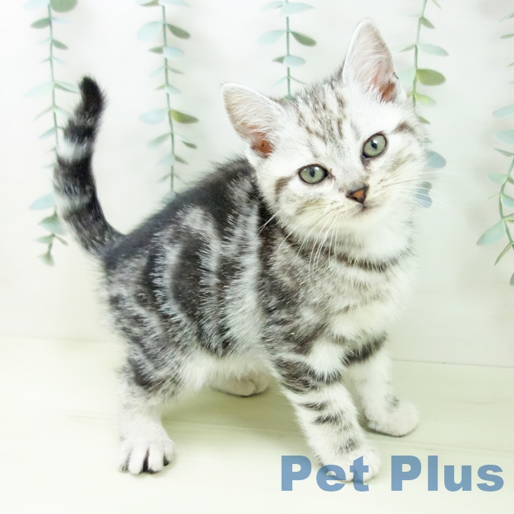 石川県のアメリカンショートヘアー (ペットプラス 白山店/2025年12月10日生まれ/男の子/シルバータビー)の子猫の1枚目の画像