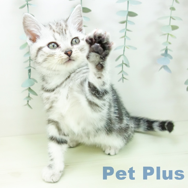 石川県のアメリカンショートヘアー (ペットプラス 白山店/2025年12月10日生まれ/男の子/シルバータビー)の子猫の2枚目の画像