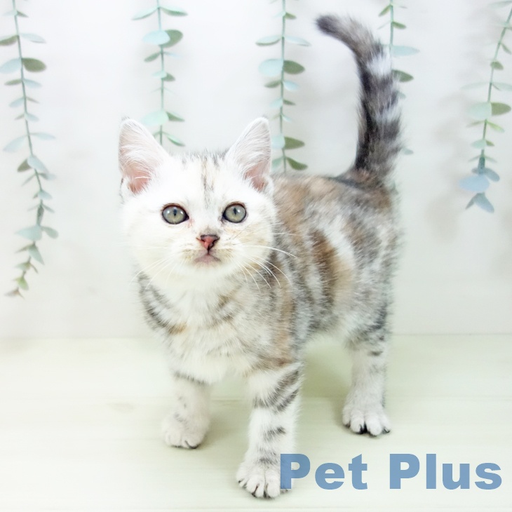 福井県のアメリカンショートヘアー (ペットプラス 福井店/2025年12月10日生まれ/女の子/シルバーパッチドタビー)の子猫の1枚目の画像