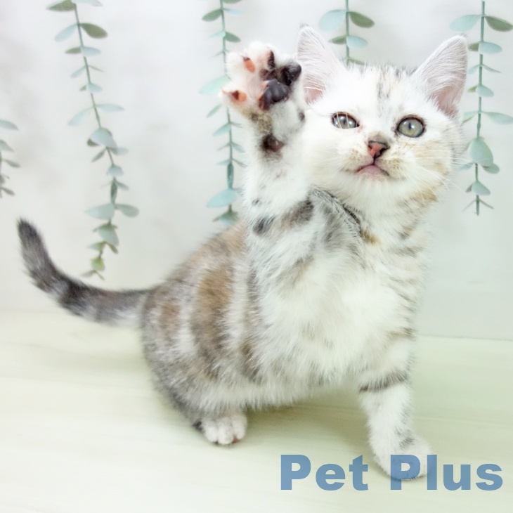 福井県のアメリカンショートヘアー (ペットプラス 福井店/2025年12月10日生まれ/女の子/シルバーパッチドタビー)の子猫の2枚目の画像