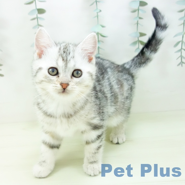 アメリカンショートヘア