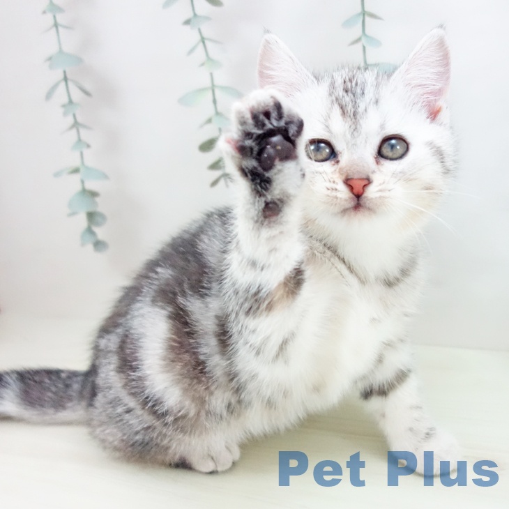 アメリカンショートヘアの写真2