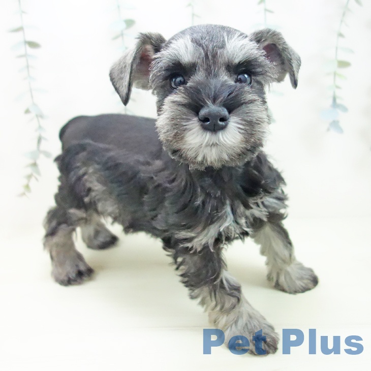 ミニチュア・シュナウザー