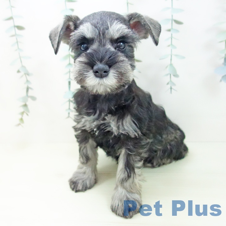 ミニチュア・シュナウザーの写真2