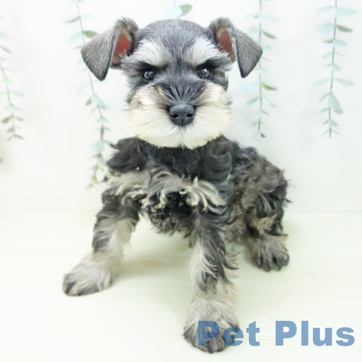 ミニチュア・シュナウザーの写真2