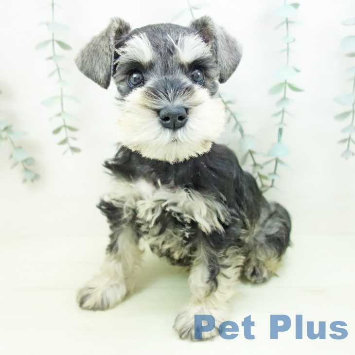 ミニチュア・シュナウザーの写真2