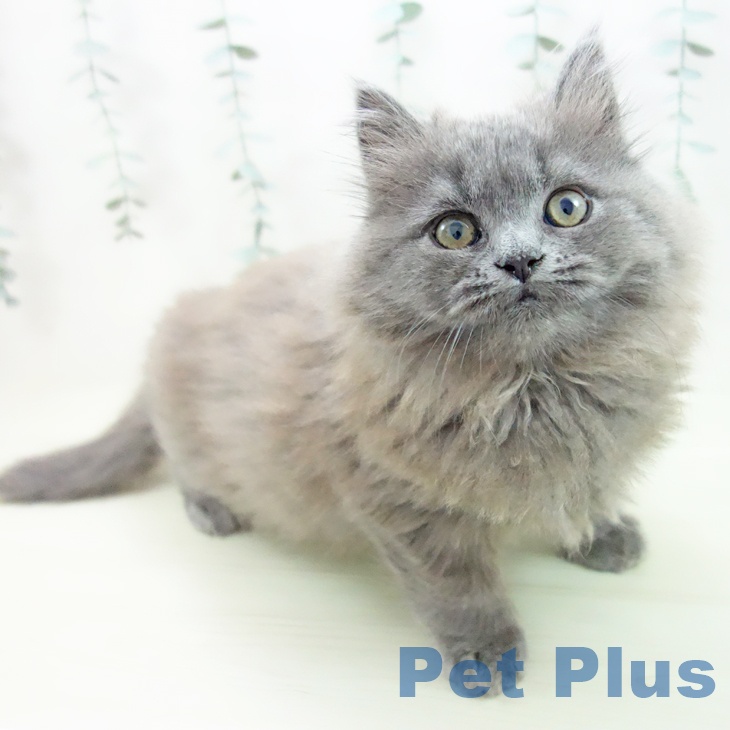 愛知県のスコティッシュフォールド (ペットプラス イオンモール長久手店/2025年11月29日生まれ/男の子/ブルー)の子猫の1枚目の画像