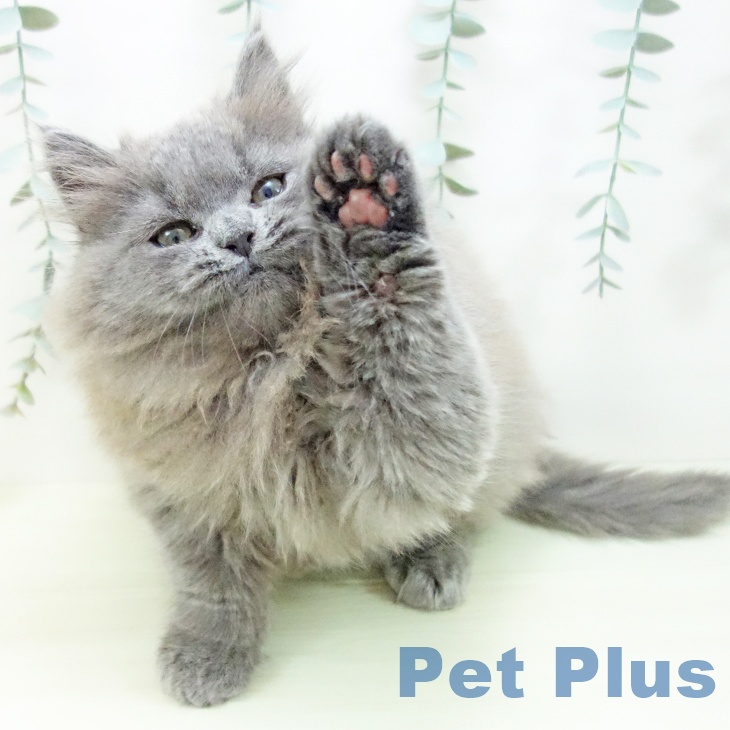 愛知県のスコティッシュフォールド (ペットプラス イオンモール長久手店/2025年11月29日生まれ/男の子/ブルー)の子猫の2枚目の画像