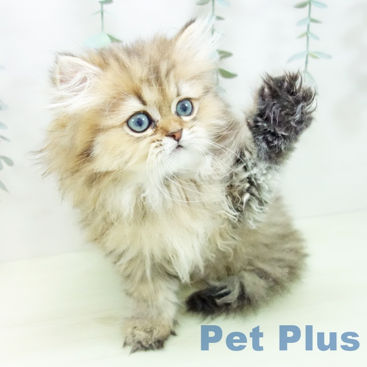 ペルシャの写真2