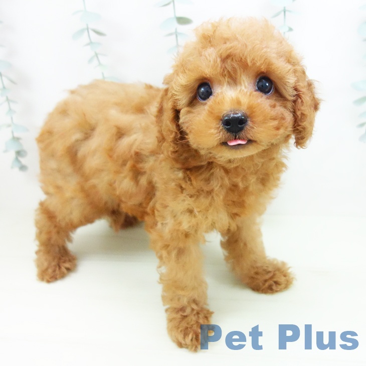 トイ・プードル