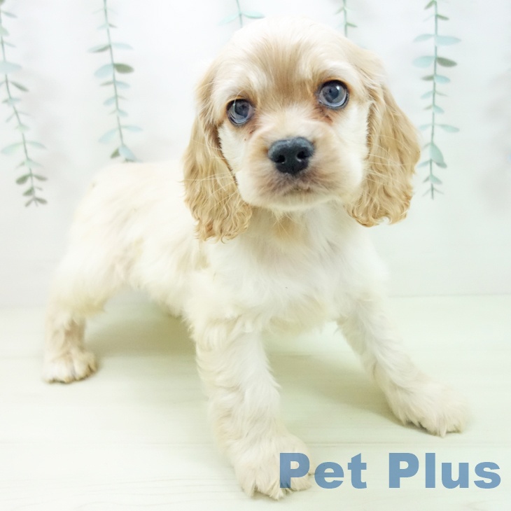 アメリカン・コッカー・スパニエル