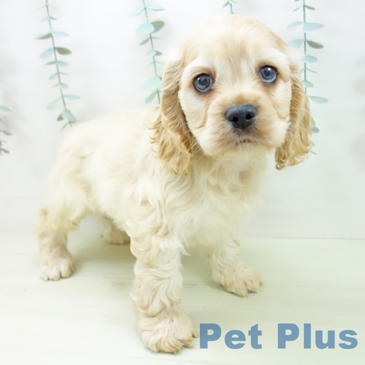 アメリカン・コッカー・スパニエルの写真2