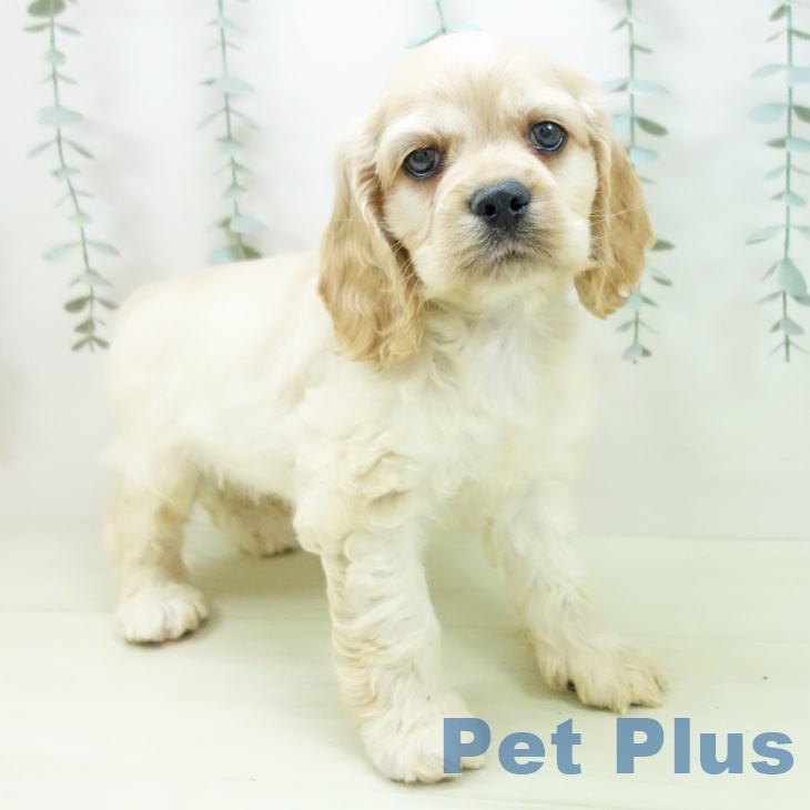 アメリカン・コッカー・スパニエルの写真2