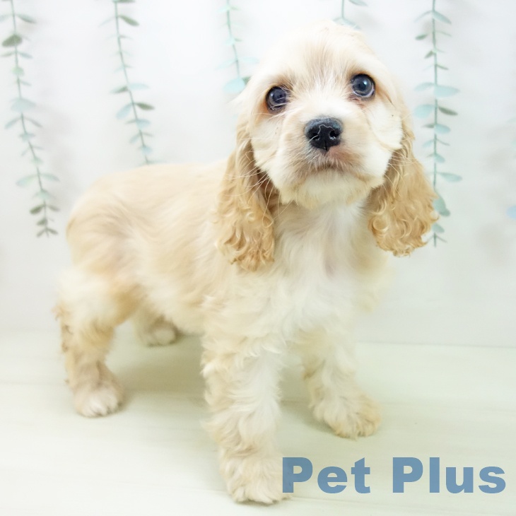 アメリカン・コッカー・スパニエル