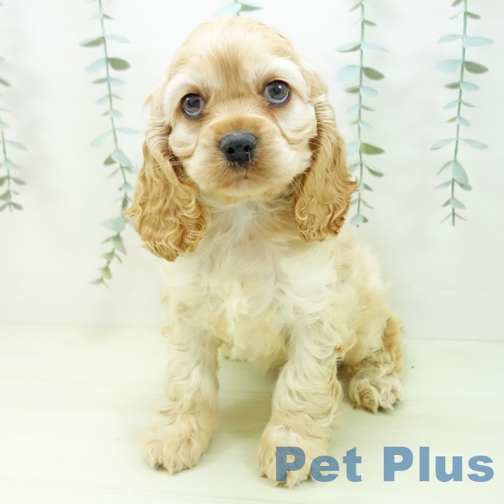 アメリカン・コッカー・スパニエル