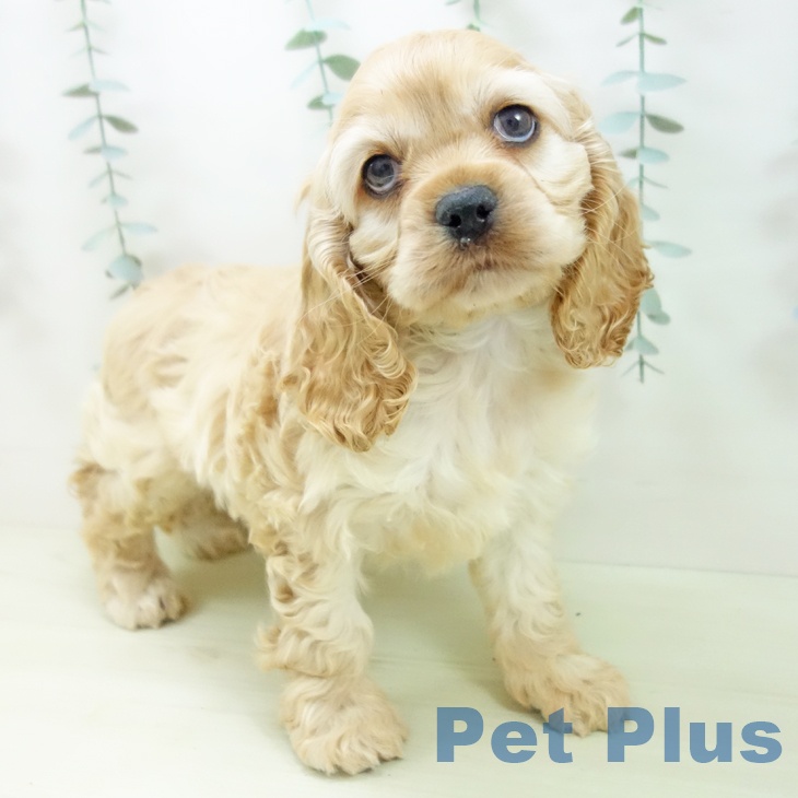 アメリカン・コッカー・スパニエルの写真2