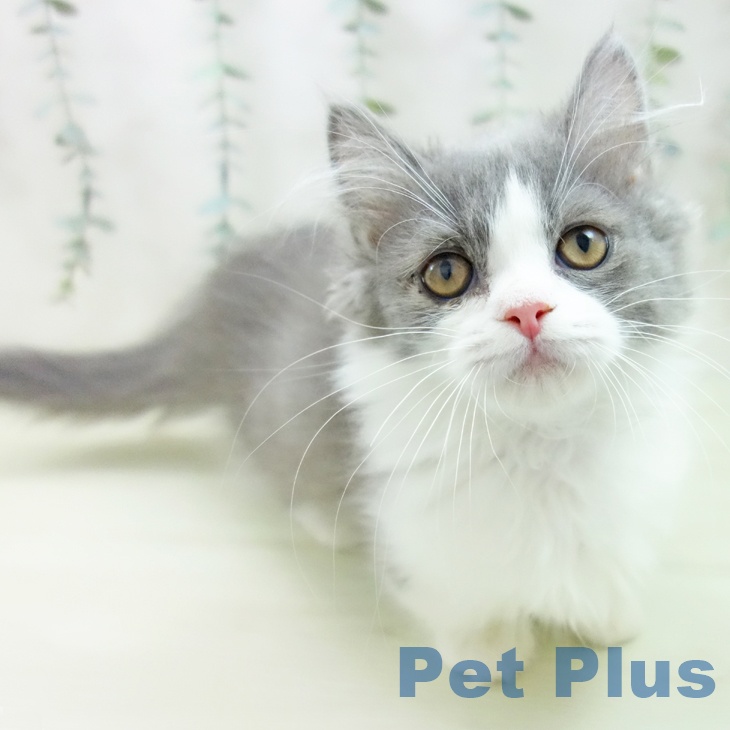 岐阜県のミヌエット (ペットプラス 光ケ丘店/2025年12月2日生まれ/男の子/ブルーホワイト)の子猫の1枚目の画像