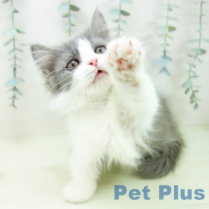 岐阜県のミヌエット (ペットプラス 光ケ丘店/2025年12月2日生まれ/男の子/ブルーホワイト)の子猫の2枚目の画像