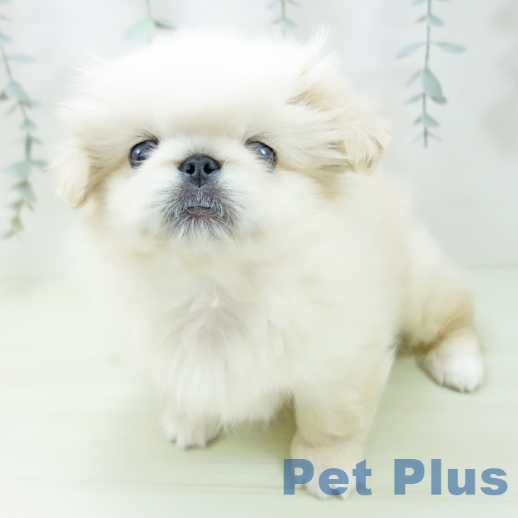愛知県のペキニーズ (ペットプラス ナゴヤドーム前店/2025年12月14日生まれ/男の子/クリーム)の子犬の2枚目の画像